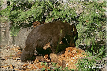 Auf Futtersuche